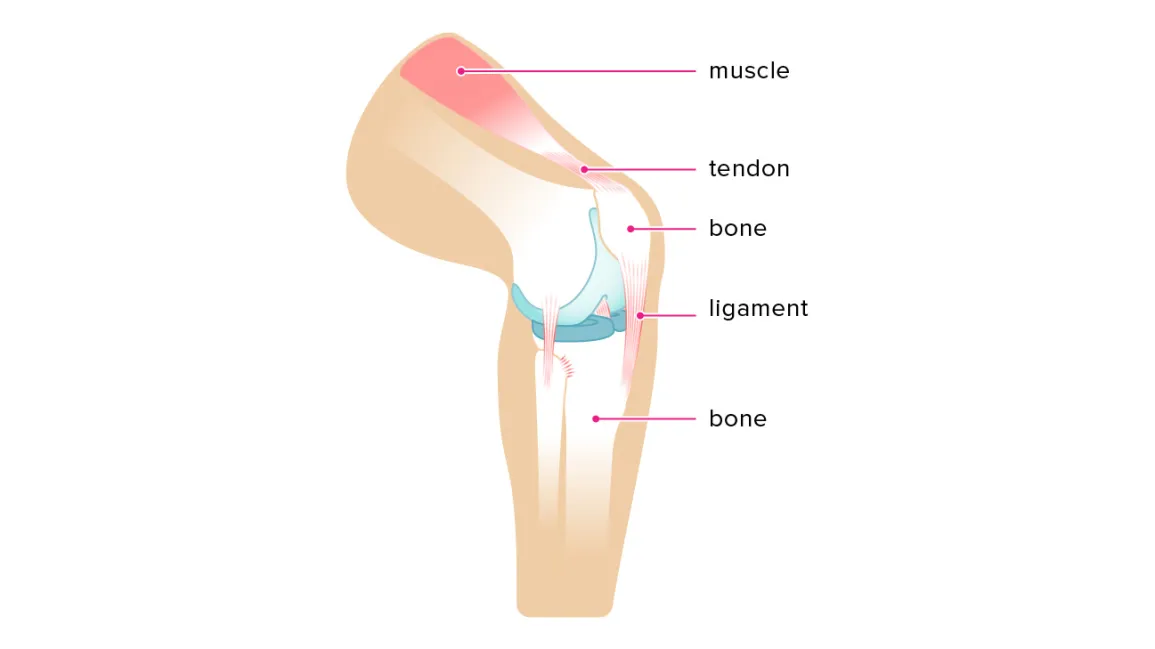 <p>Tissues that connect bones to other bones, keeping them in place during joint movement.</p>