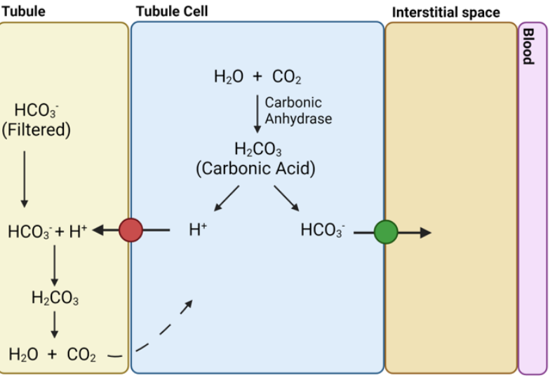 <p>describe bicarbonate reabsorption  in the Kidney </p><p></p>