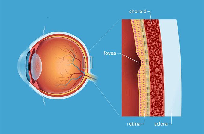 <p>Fovea centralis</p>