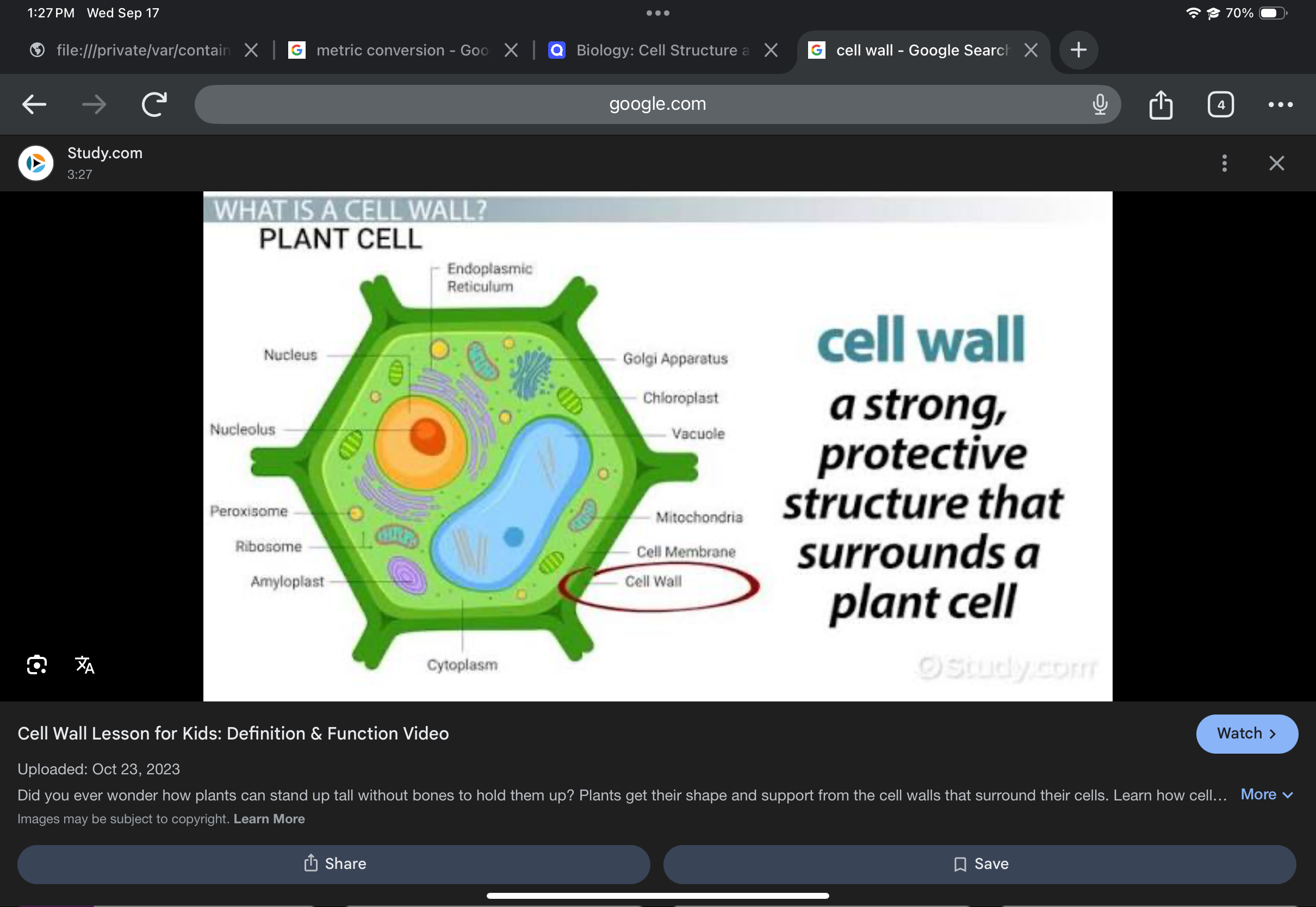 <p>Cell wall</p>