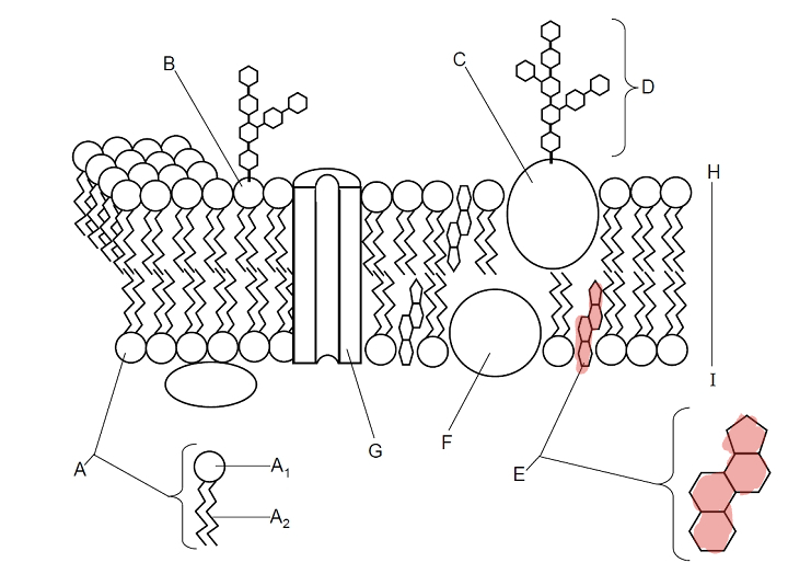 <p>Which part is E? </p>