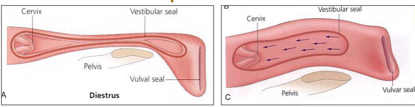 <p>essential - integrity of 3 seals(vulva, vestibule, cervix)</p><ul><li><p>want at least ¾ of vulva sitting below pelvic floor</p></li><li><p>opening of vulva sjould cause air to move in(indicates functioning seal)</p></li><li><p>if vulva seal is poor then will aspirate faeces&nbsp;</p></li></ul><p>cranio-caudal vulva slope &lt; 10 degrees off vertical</p><p>at least 80% of vulva ventral to dorsal ischial limit</p>