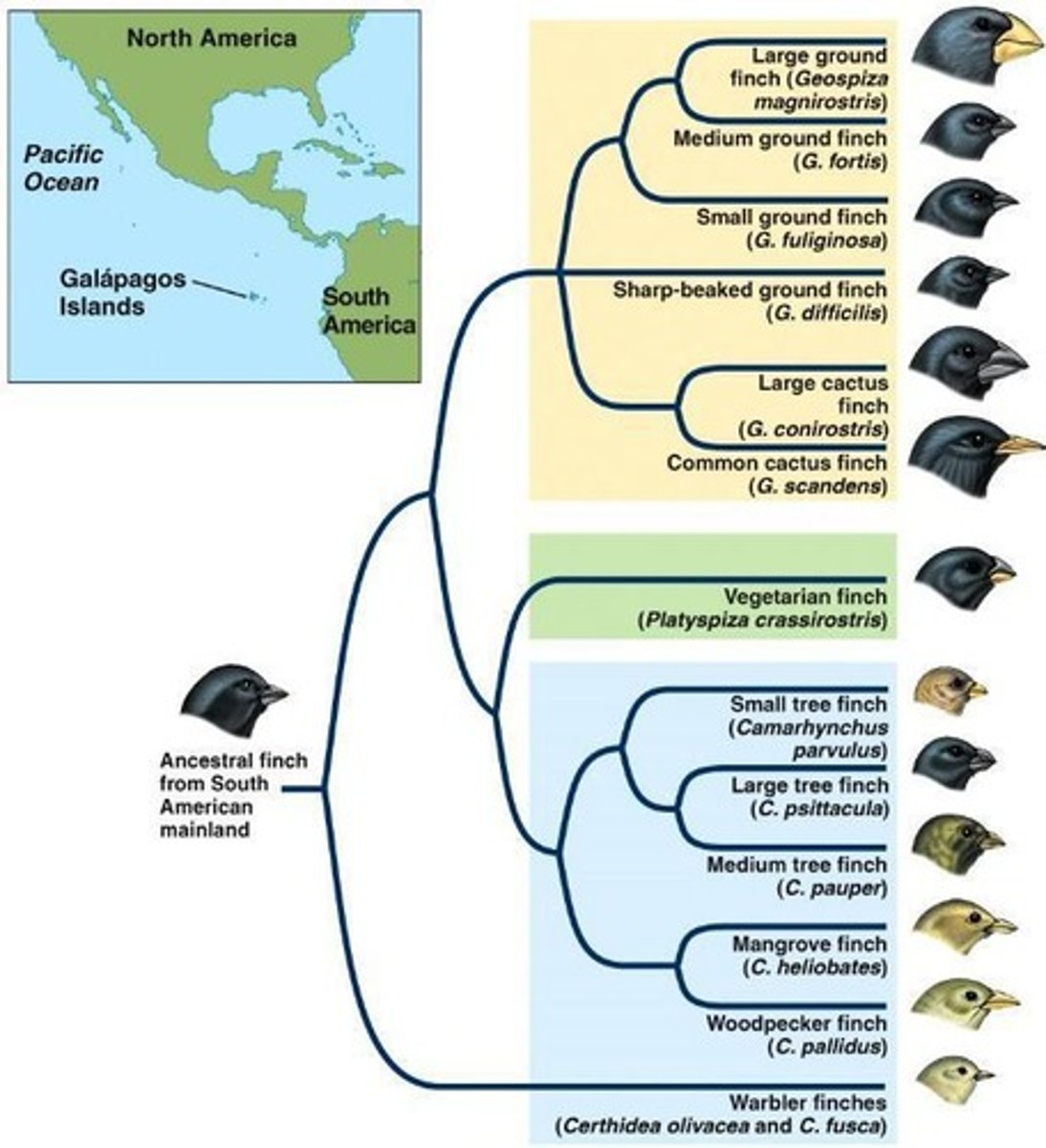 <p>Finch species in the Galápagos Islands evolved from a single South American species.</p>