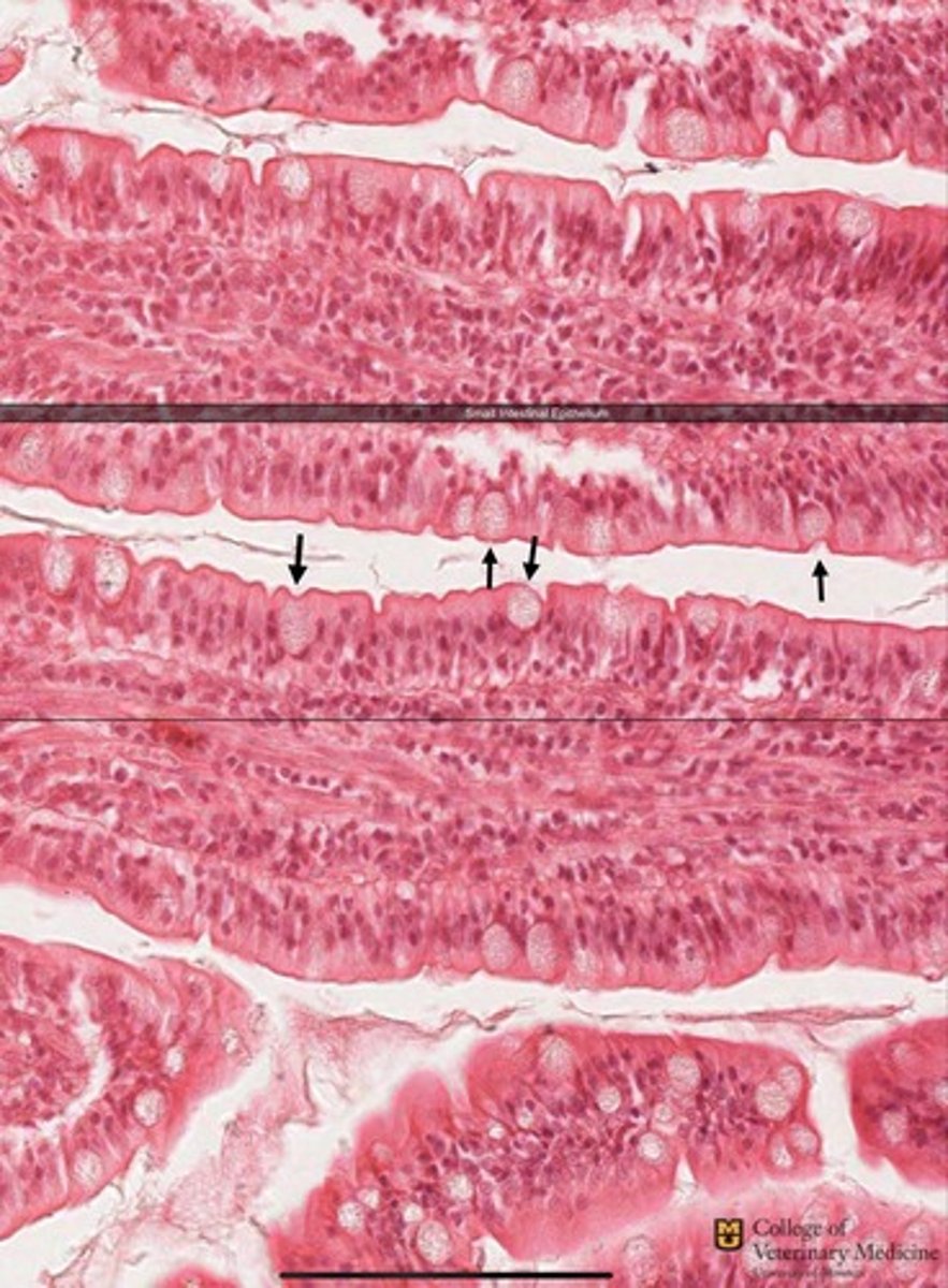 <p>What tissue type is shown and what structures accompany it?</p>