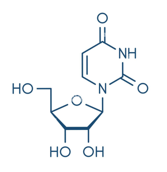 <p>Base and a sugar</p>