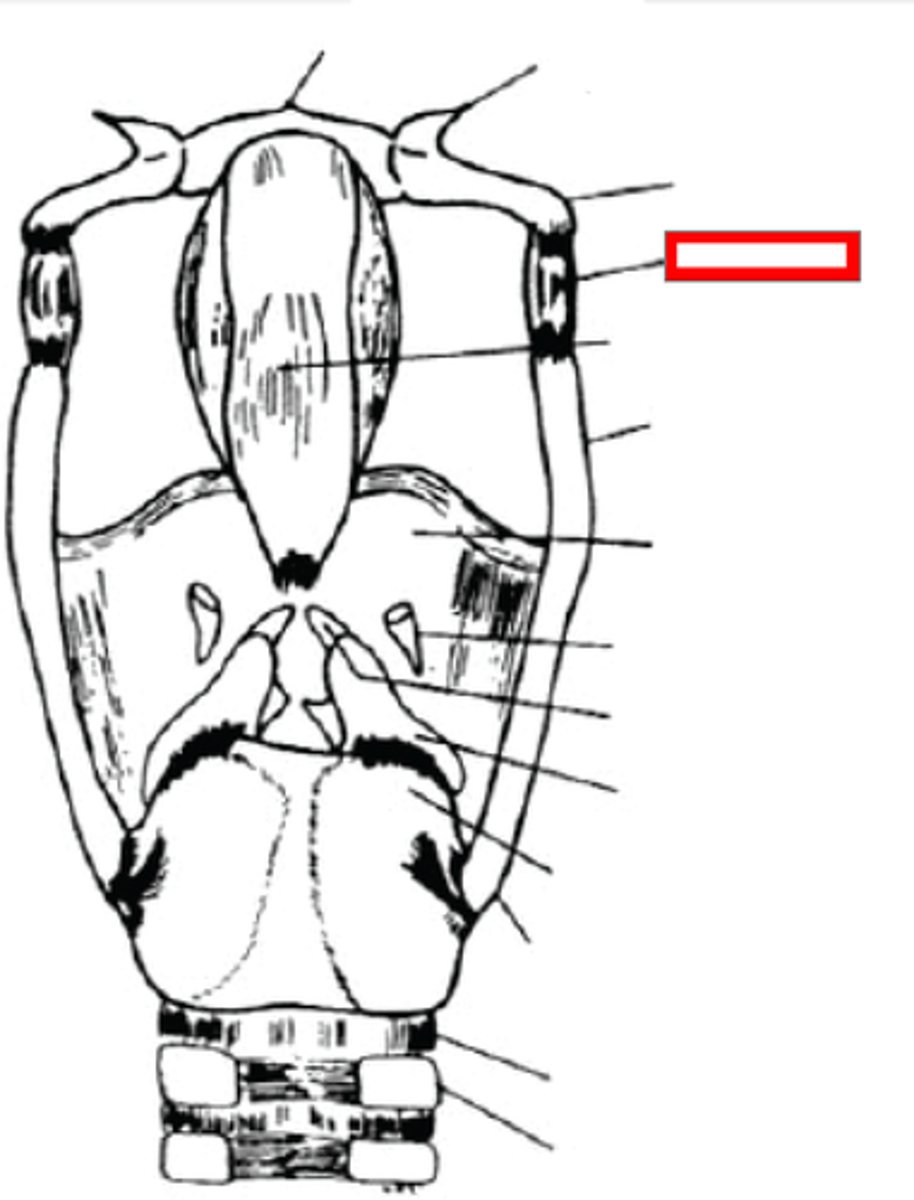 <p>small nodule frequently embedded in lateral hyothyroid ligament</p>