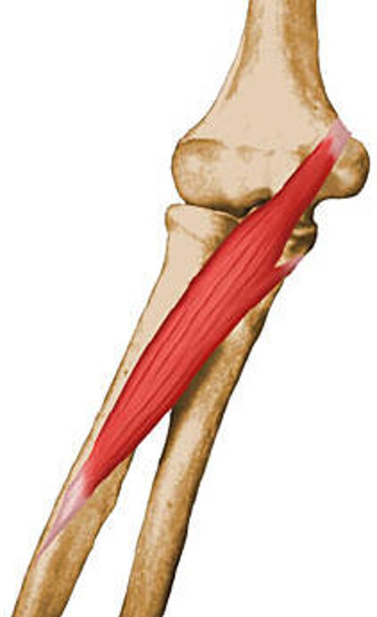 <p>medial epicondyle of humerus and coronoid process of ulna</p>