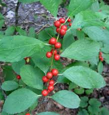 <p>Winterberry</p>