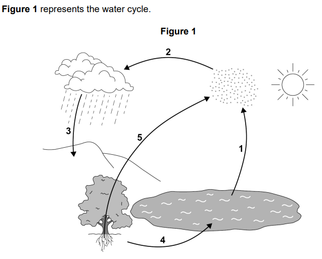 <p>Name the processes <strong>1 to 5 shown on Figure 1</strong></p>