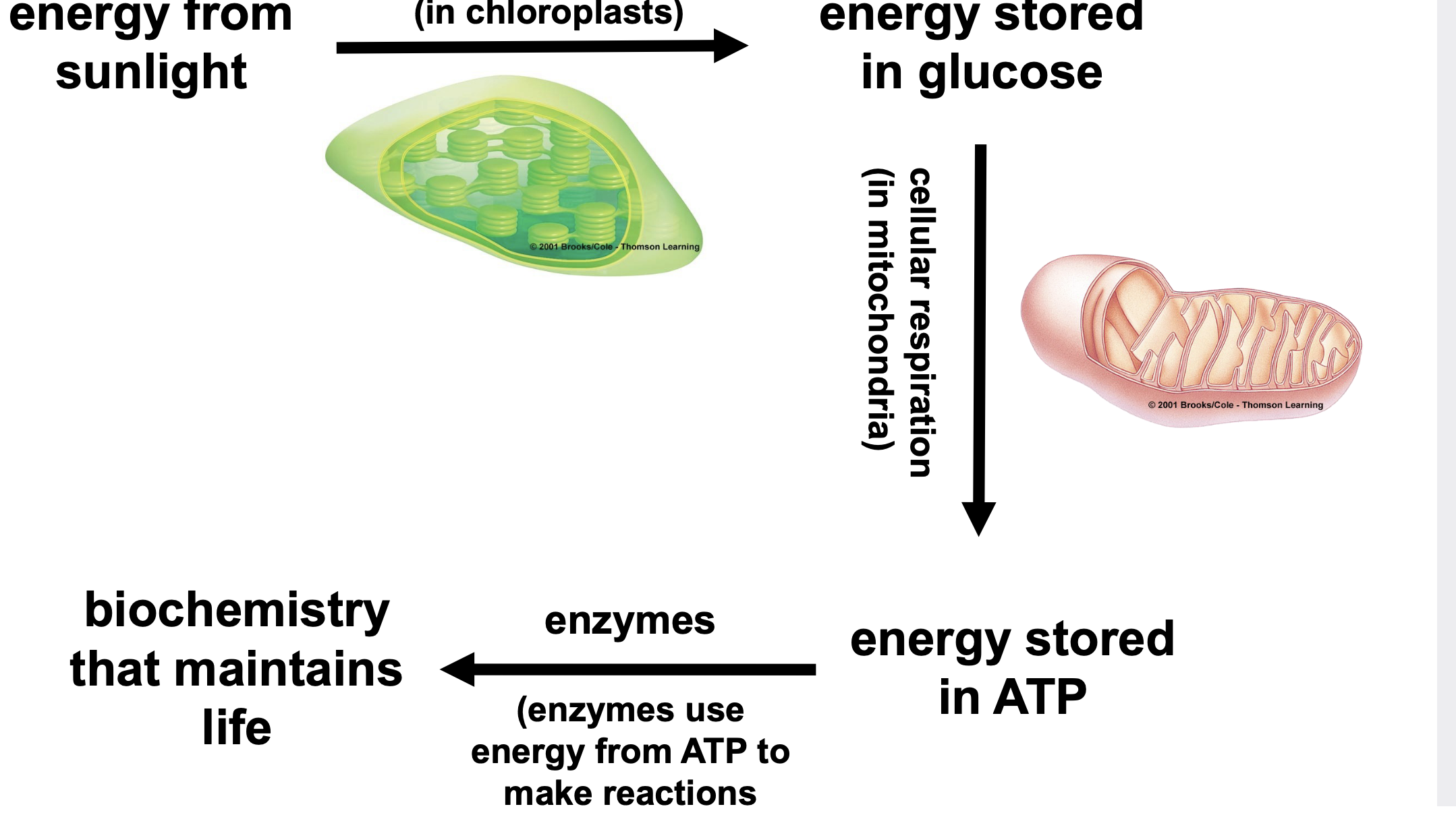 .Photosynthesis is the process that converts solar energy into chemical energy \n .Directly or indirectly, photosynthesis nourishes almost the entire living world