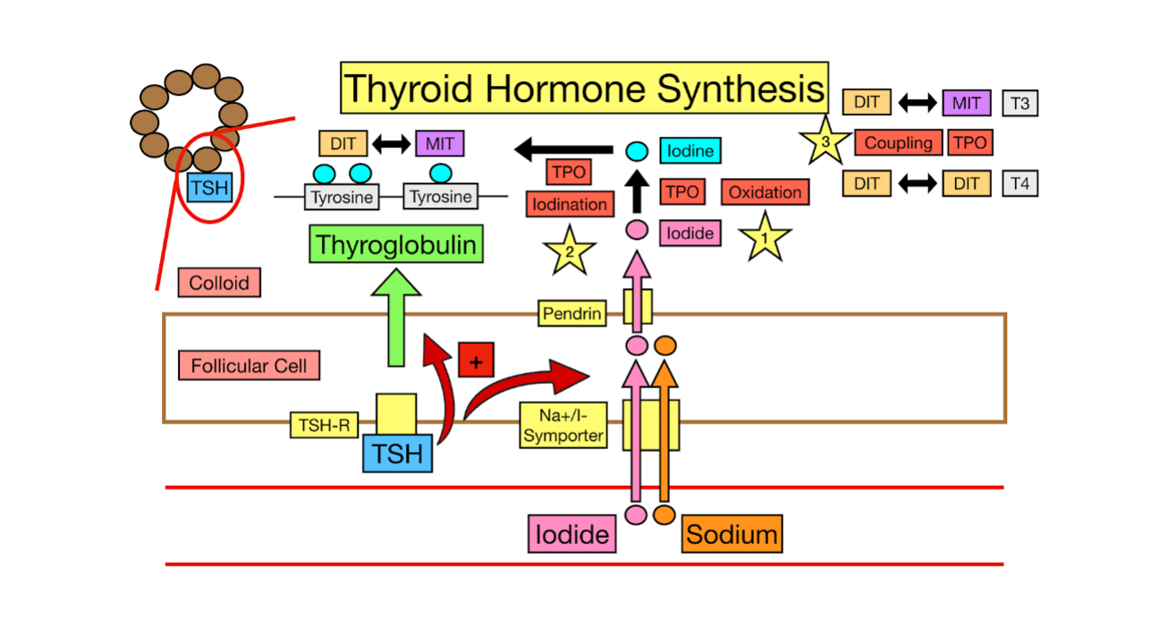 <p>Thyroid Hormone Synthesis</p><ul><li><p>Storage in colloid</p><ul><li><p>These T3 and T4 hormones stay attached to _____________ in a gel-like substance called the ________, inside thyroid follicles</p></li></ul></li><li><p>Release into the ______</p><ul><li><p>When the body needs thyroid hormone (signaled by ___ from teh __________ gland)</p><ul><li><p>The thyroid takes in the thyroglobulin</p></li><li><p>T3 and T4 are cut free and released into the bloodstream</p></li></ul></li></ul></li></ul><p></p>
