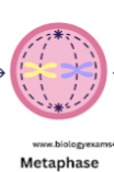 <p>Metaphase</p>