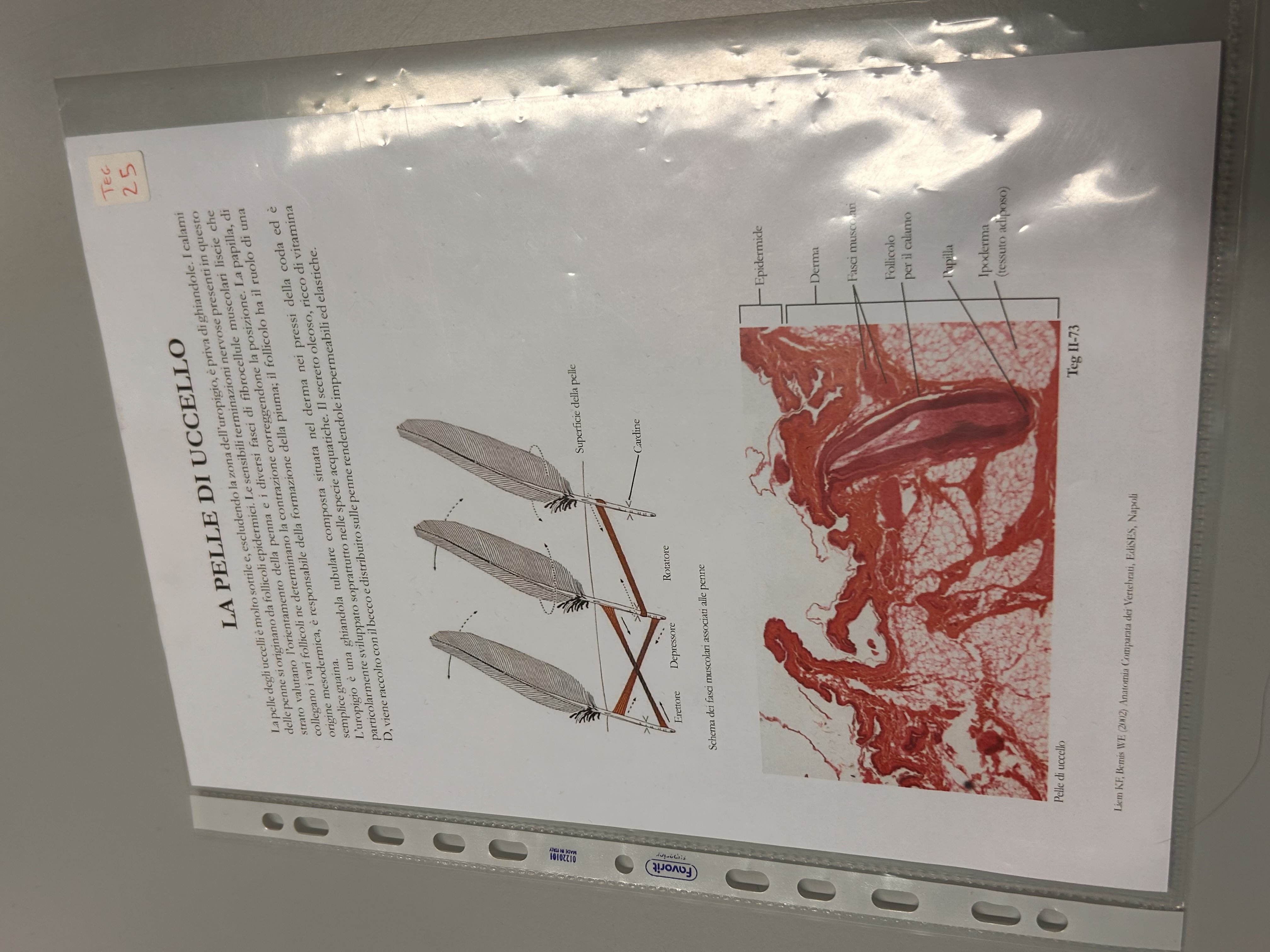 <p>Vetrino tegumento uccello</p><p>Papilla dermica rivestita di epidermide, questo poi prolifera dando origine al follicolo della penna</p>