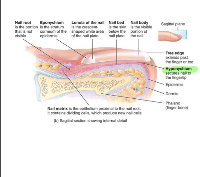 <p>-epithelium proximal to nail root, cells divide mitotically to make new nail cells</p>