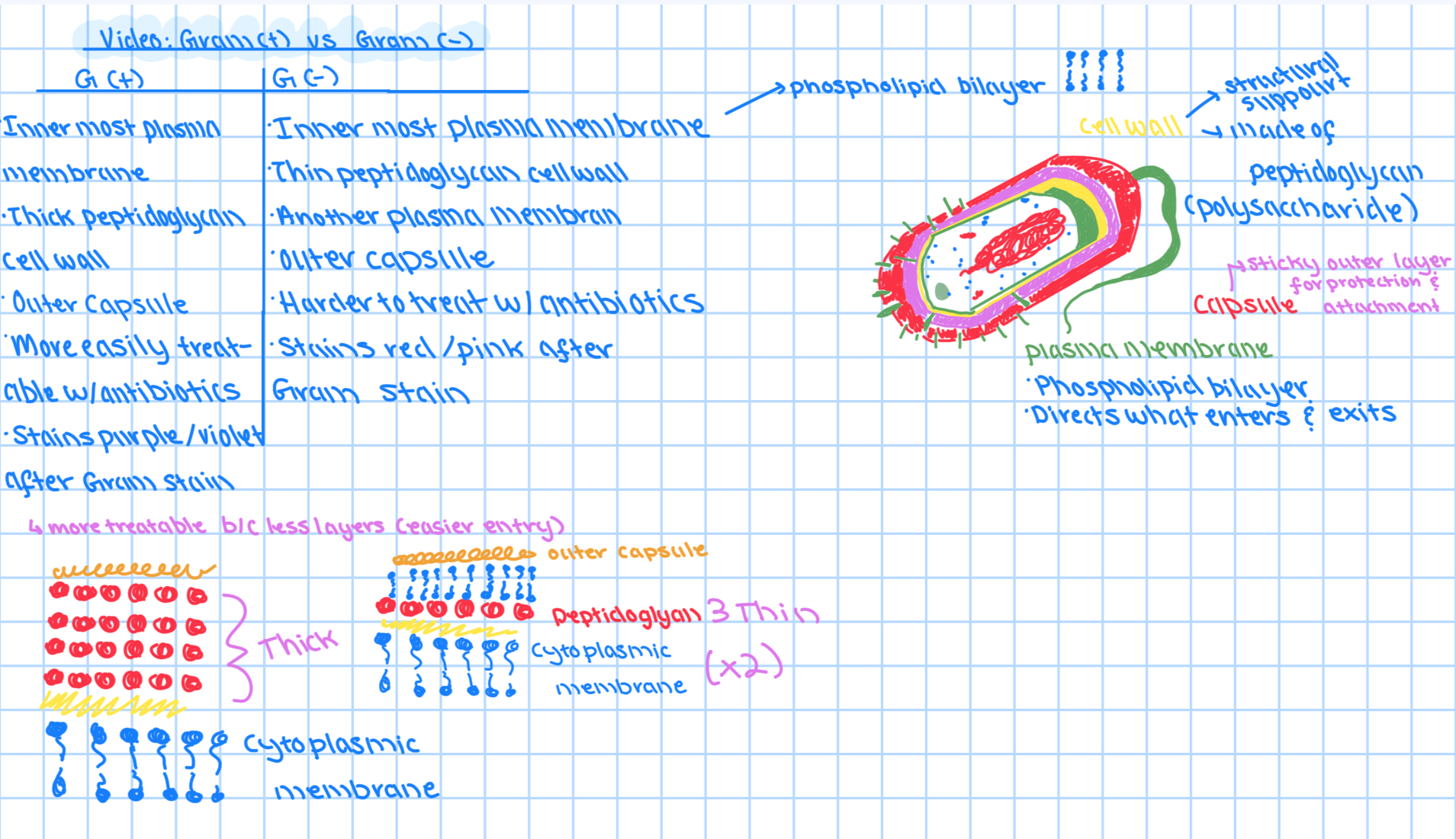 <p>• Gram-positives and gram-negatives have <span style="color: purple;">different cell wall structures.</span></p><p> – gram-positive cell envelope </p><p>        <span data-name="black_small_square" data-type="emoji">▪</span><span style="color: purple;"> Cytoplasmic membrane + thick cell wall </span></p><p>      *commonly have <span style="color: purple;">teichoic acids </span>(acidic molecules) embedded in cell wall and covalently linked to peptidoglycan</p><p>– gram-negative cell envelope </p><p>        <span data-name="black_small_square" data-type="emoji">▪</span> <span style="color: purple;">Cytoplasmic membrane, thin cell wall, outer membrane, periplasm</span> (between cytoplasmic and outer membranes)</p><p></p><p>**<strong>Penicillin</strong> blocks formation of peptide cross-links</p>
