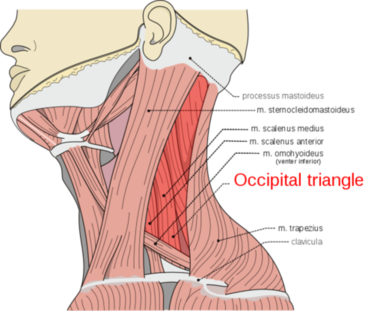 <p>cervical plexus</p>