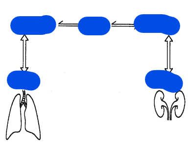 <ul><li><p>Metabolic aka what?</p><ul><li><p>what does metabolic manage?</p></li></ul></li><li><p>Respiratory aka what?</p><ul><li><p>what does respiratory manage?</p></li></ul></li></ul><p></p>