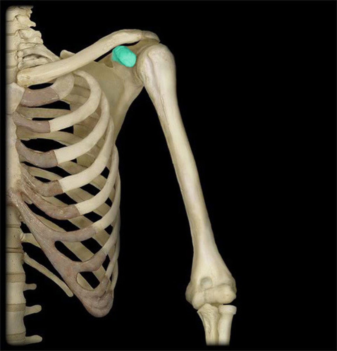<p>process above the glenoid cavity that permits muscle attachment</p><p>insertion of pectoralis minor</p>