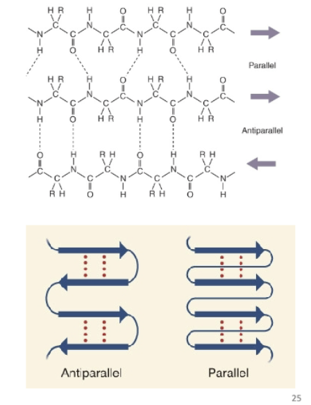 <p>Parallel and Antiparallel</p>
