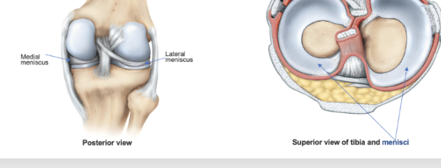 <ol><li><p><span style="background-color: transparent;"><span>It is weight bearing ands hock absorbing.</span></span></p><ol><li><p><span style="background-color: transparent;"><span>They fibrocartilage (menisci) to help cushion </span></span></p></li><li><p><span style="background-color: transparent;"><span>They also dissipate forces and increase the congruency of the femur and tibia </span></span></p><ol><li><p><span style="background-color: transparent;"><span>The femur has rounded ends and teh tibia is flat.. = increase congruency of the joints</span></span></p></li></ol></li></ol></li></ol><p></p>