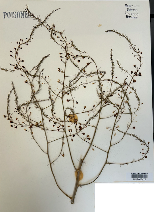 <p>Order? Family?</p>