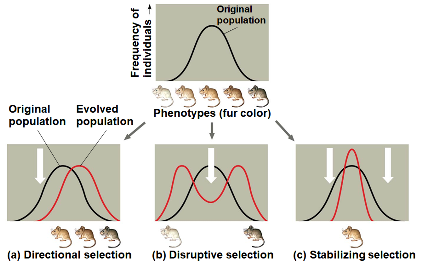 <p>Three modes of selection</p>