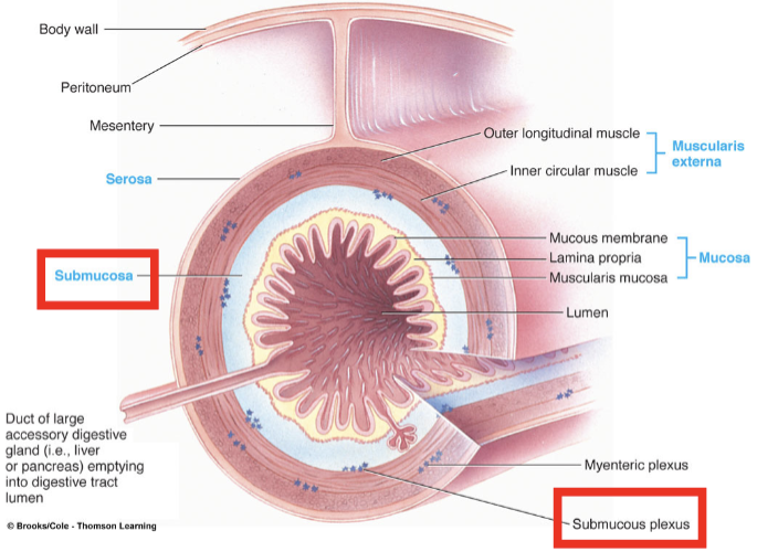 <p><span><mark data-color="unset" style="background-color: unset; color: inherit;"><span>providing support, elasticity, and nourishment via its blood vessels, lymphatics, and nerves, facilitating nutrient absorption, glandular secretion (mucus, enzymes, electrolytes), and regulating muscle activity (peristalsis) through its nerve network </span></mark></span></p><ul><li><p><span><span>acts as a structural scaffold, joining the mucosa to the muscle, and plays a key role in sensing stretch and initiating pain signals</span></span></p></li></ul><ul><li><p><span style="color: rgb(255, 255, 255);"><span>contains submucosal plexus nerve network part of the enteric nervous system</span></span></p></li></ul><p></p>