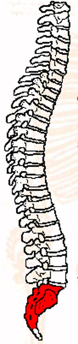 <p>made up of sacrum and coccyx</p><p>S1</p>