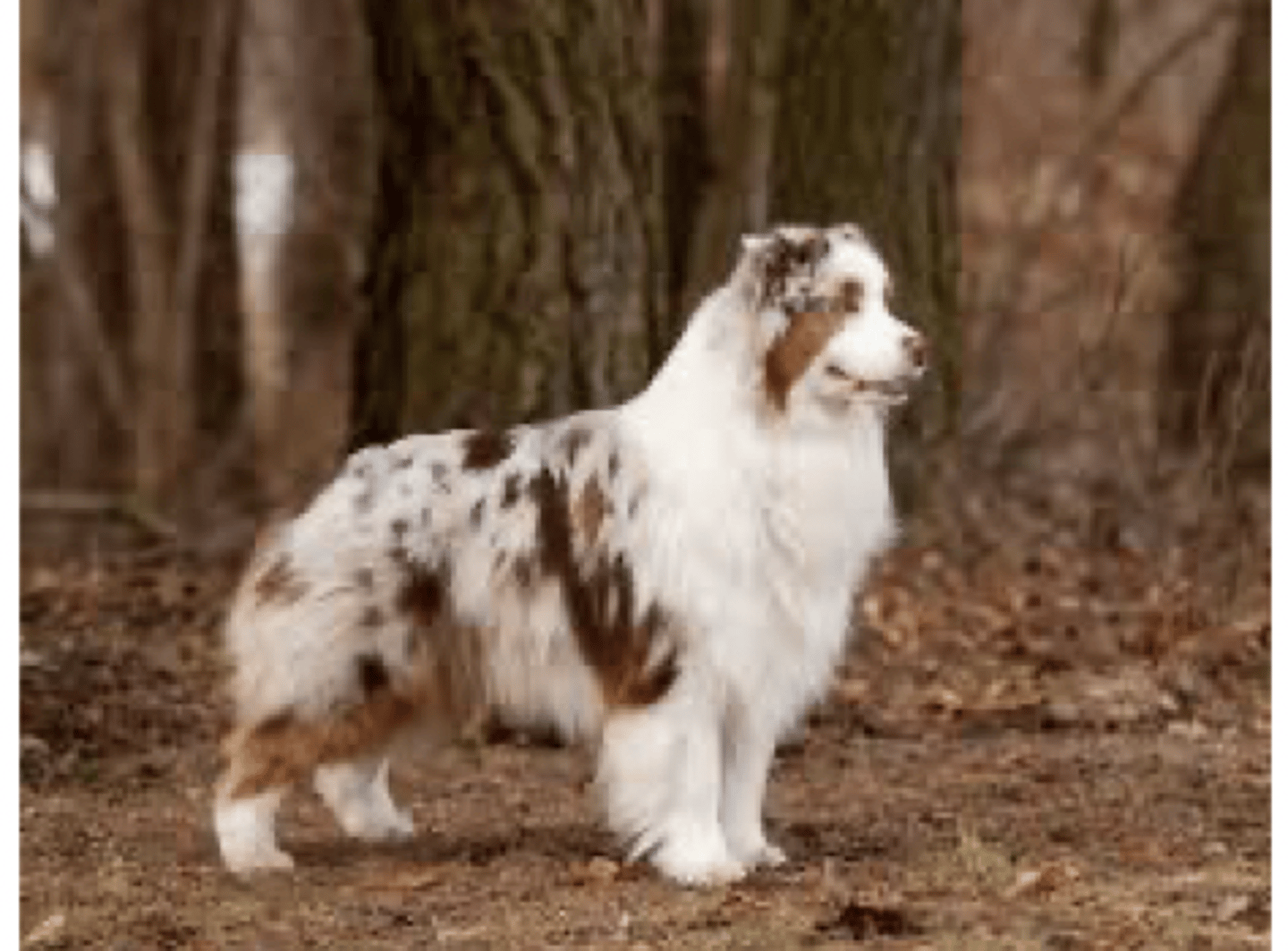 <p>FCI 1 - red merle</p>