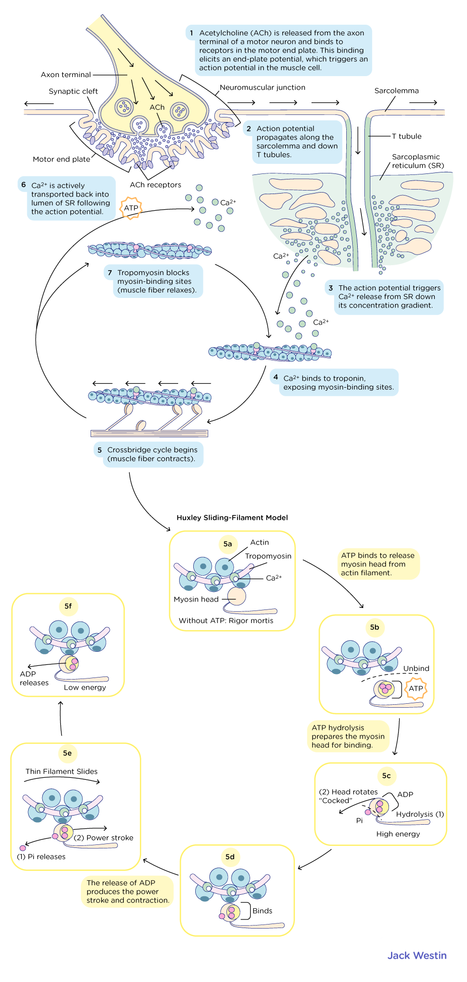 <p>Describe step by step how the contraction of muscle is initiated</p>