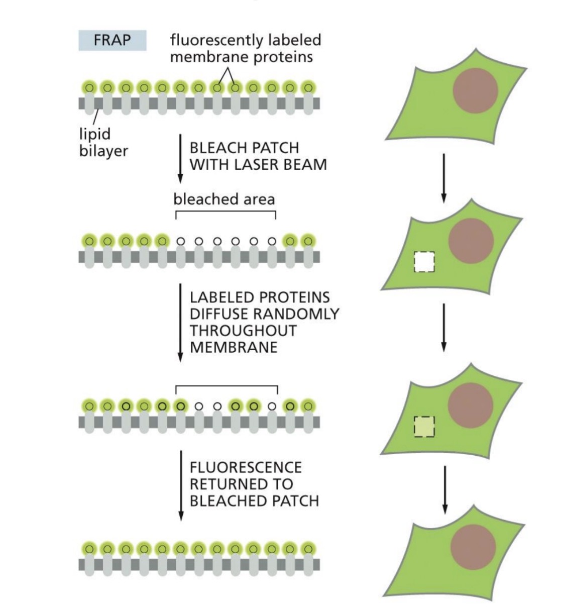 <p>Techniques: lateral diffusion of membrane proteins <span style="color: rgb(0, 255, 11);"><strong>(GFP)</strong></span></p>