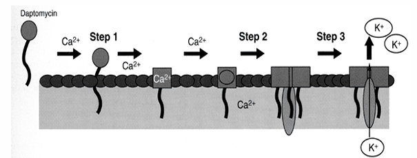 <p>-binds to the cell membrane of gram-positive organisms in a calcium-dependent process and disrupts the bacterial cell membrane potential causing ion leakage, interference with numerous cell processes, and cell death</p>