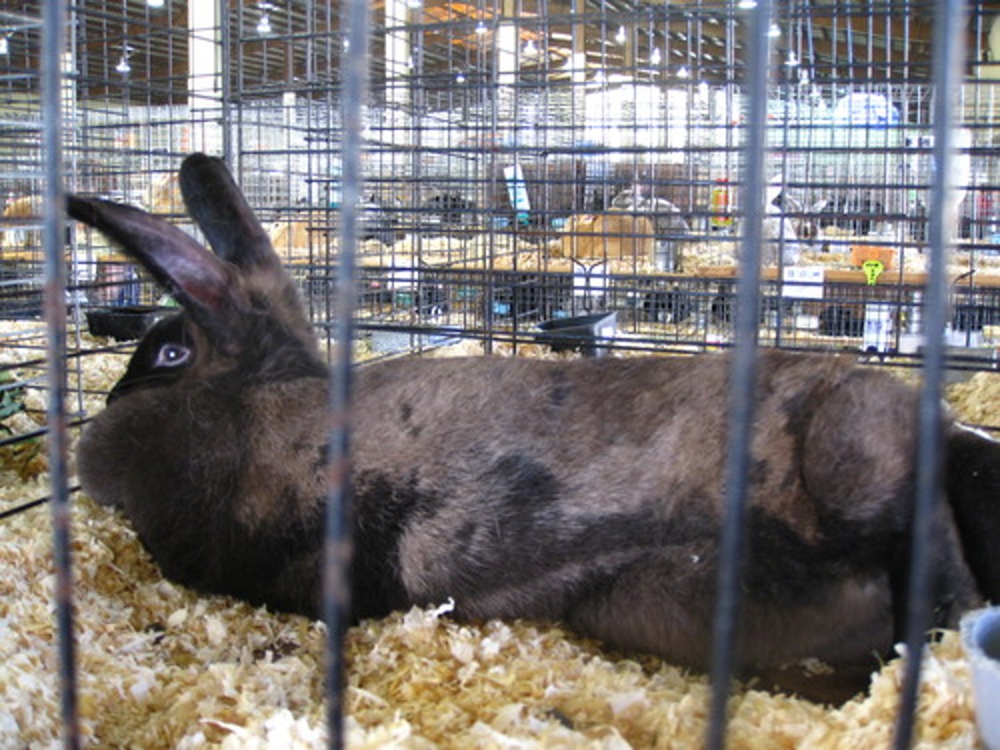 <p>;a very dark black</p>