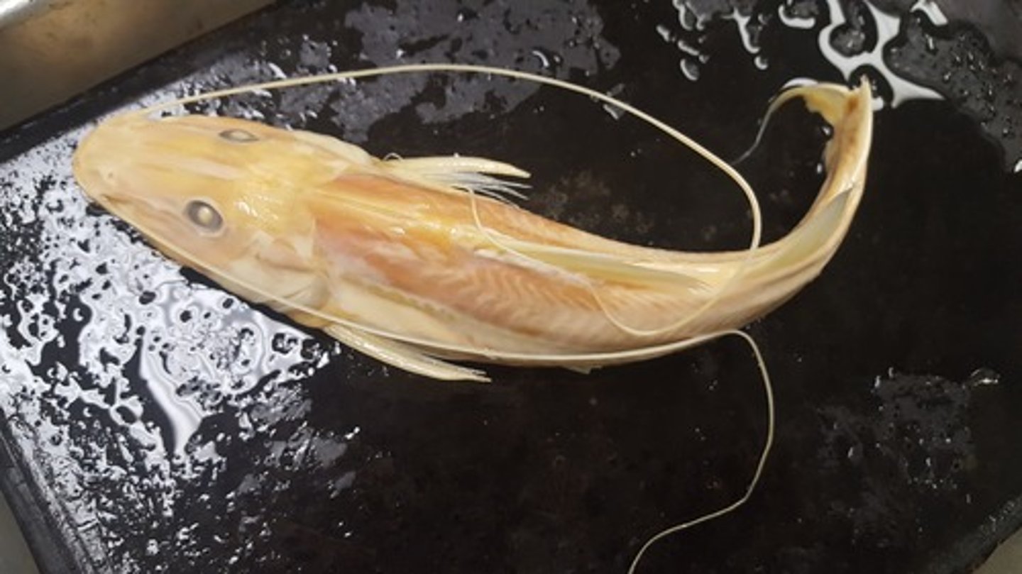 <p>long whiskered catfish</p>
