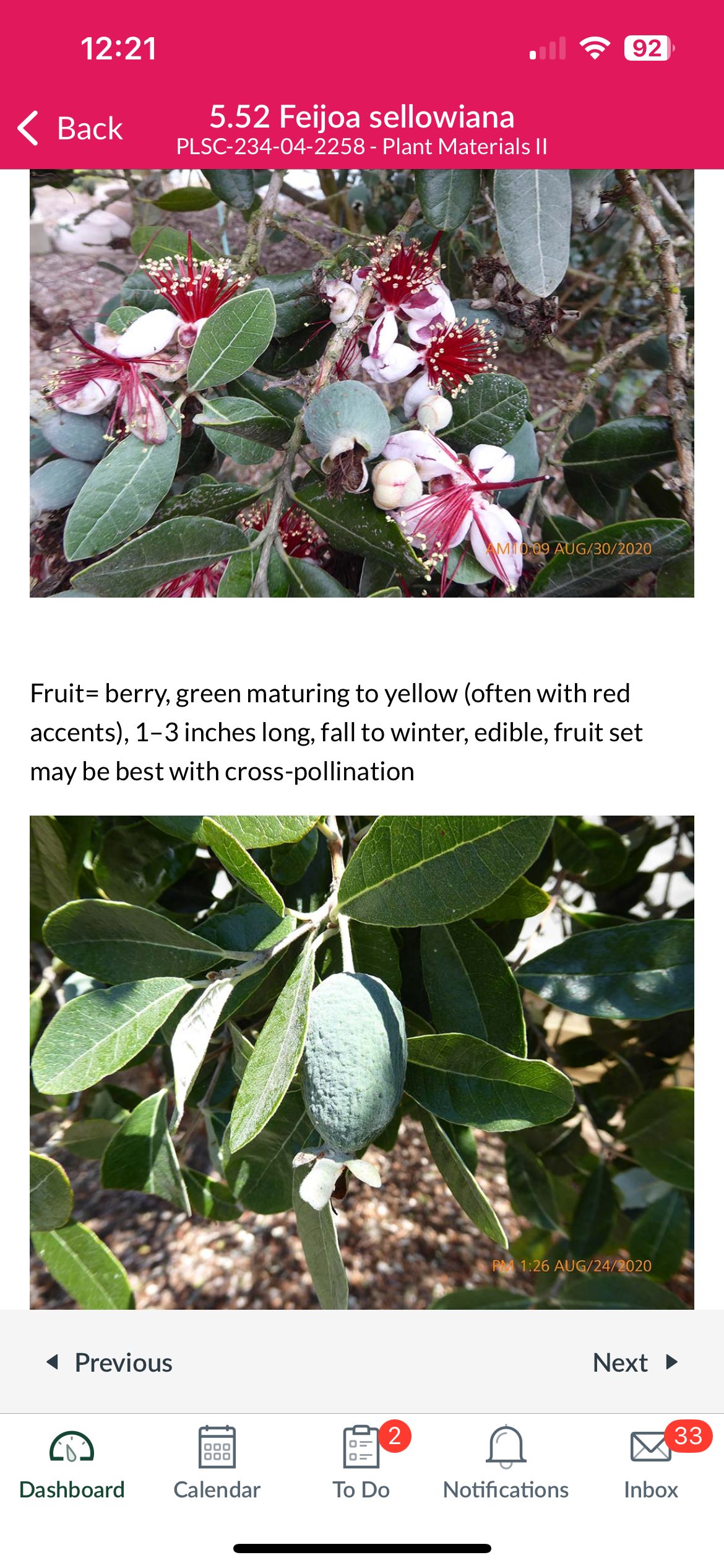 <p>Feijoa sellowiana</p>