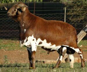<p>Identify this sheep breed </p>