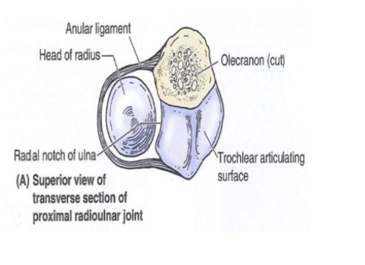 <p>Proximal radioulnar joint</p>