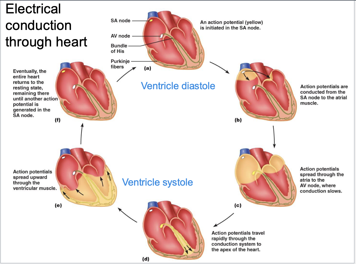 <p>SA node, atrial muscle, AV node, conduction system in myocardial muscle, ventricular muscle </p>