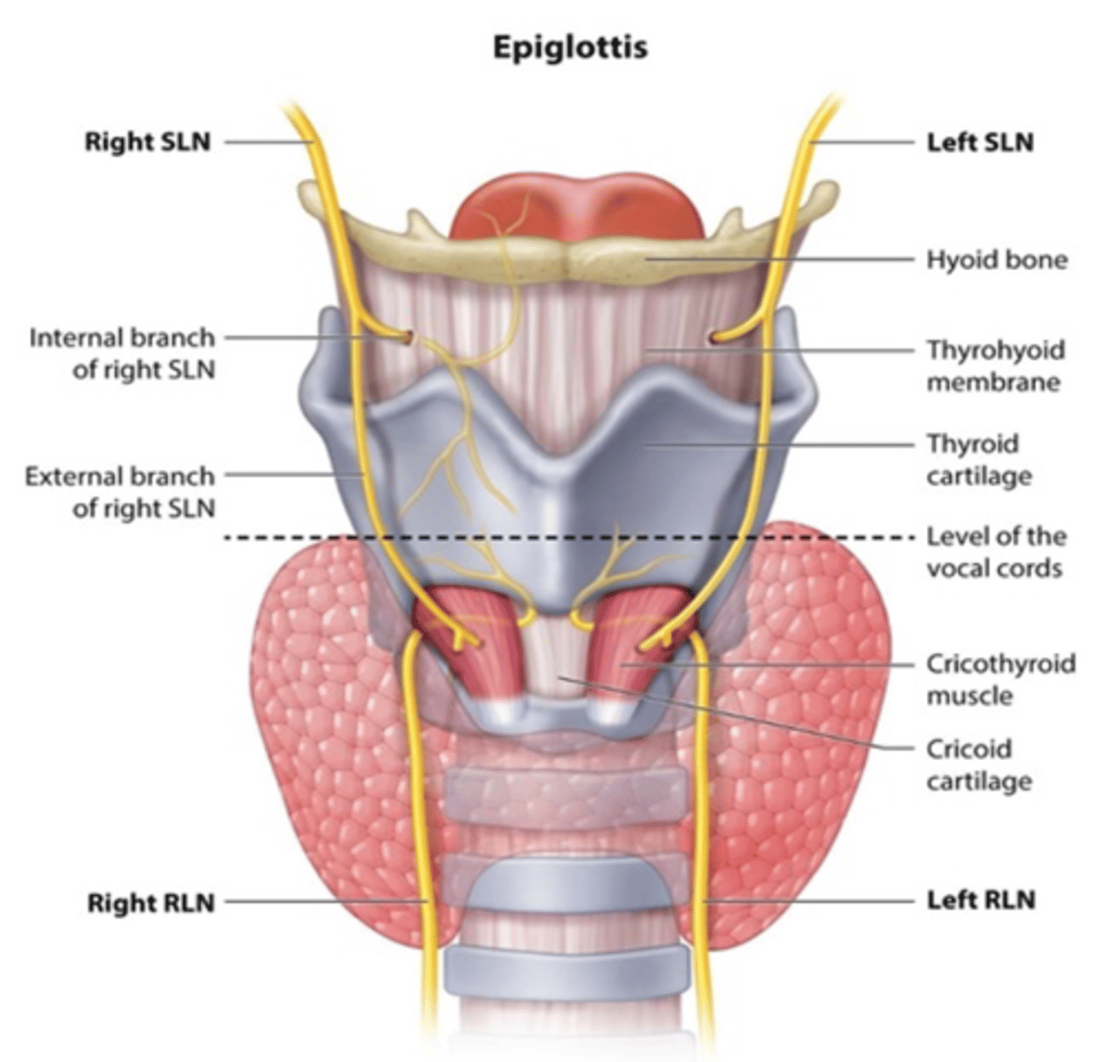 <p>-Cricothyroid muscle</p><p>-Tensing the vocal cords</p>