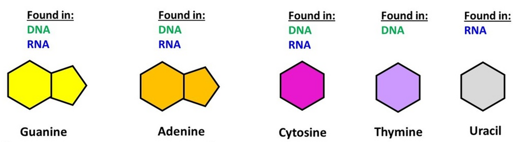 <p><span>⚬Adenine (A)</span></p><p><span>⚬Thymine (T)</span></p><p><span>⚬Cytosine (C)</span></p><p><span>⚬Guanine (G)</span></p><p><span>⚬Uracil (U)</span></p>
