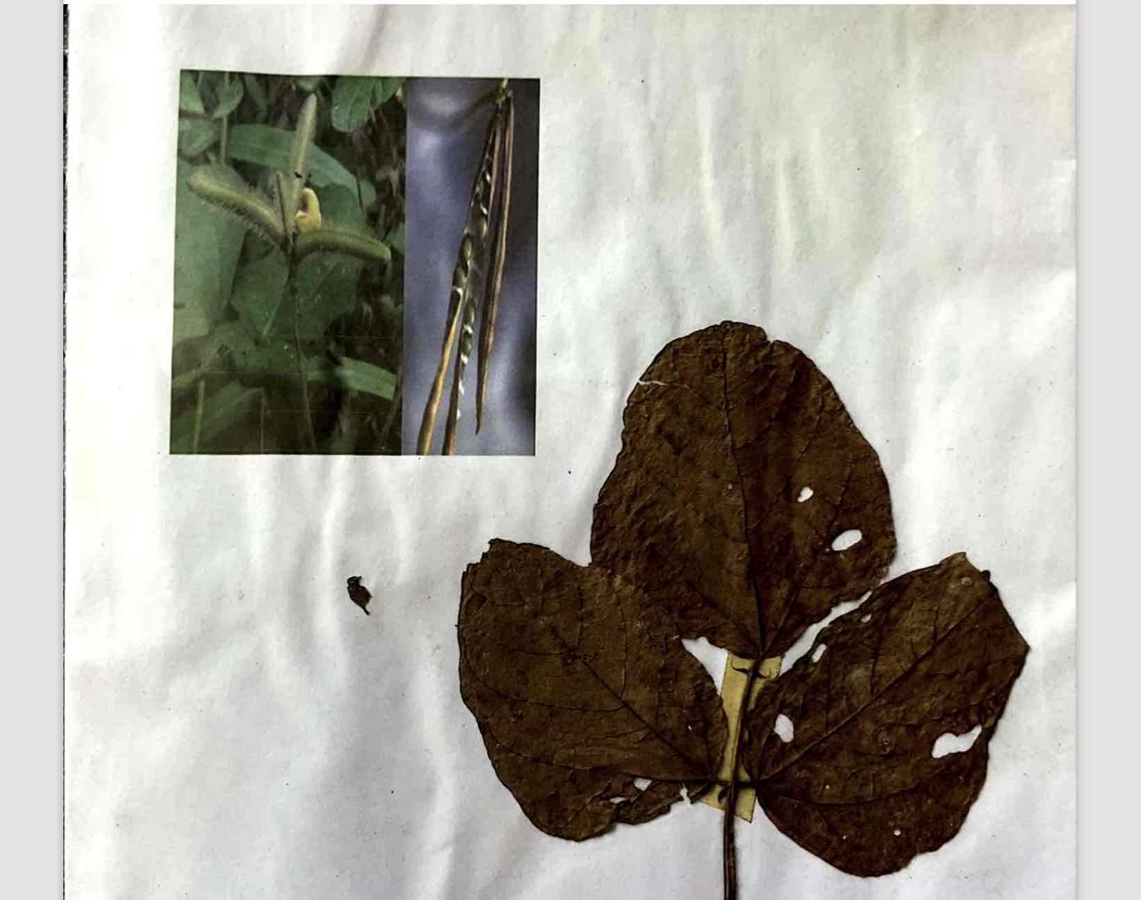 term image