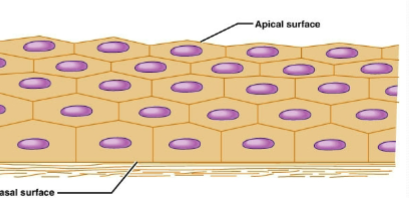 <p>what type of epithelia is shown?</p>