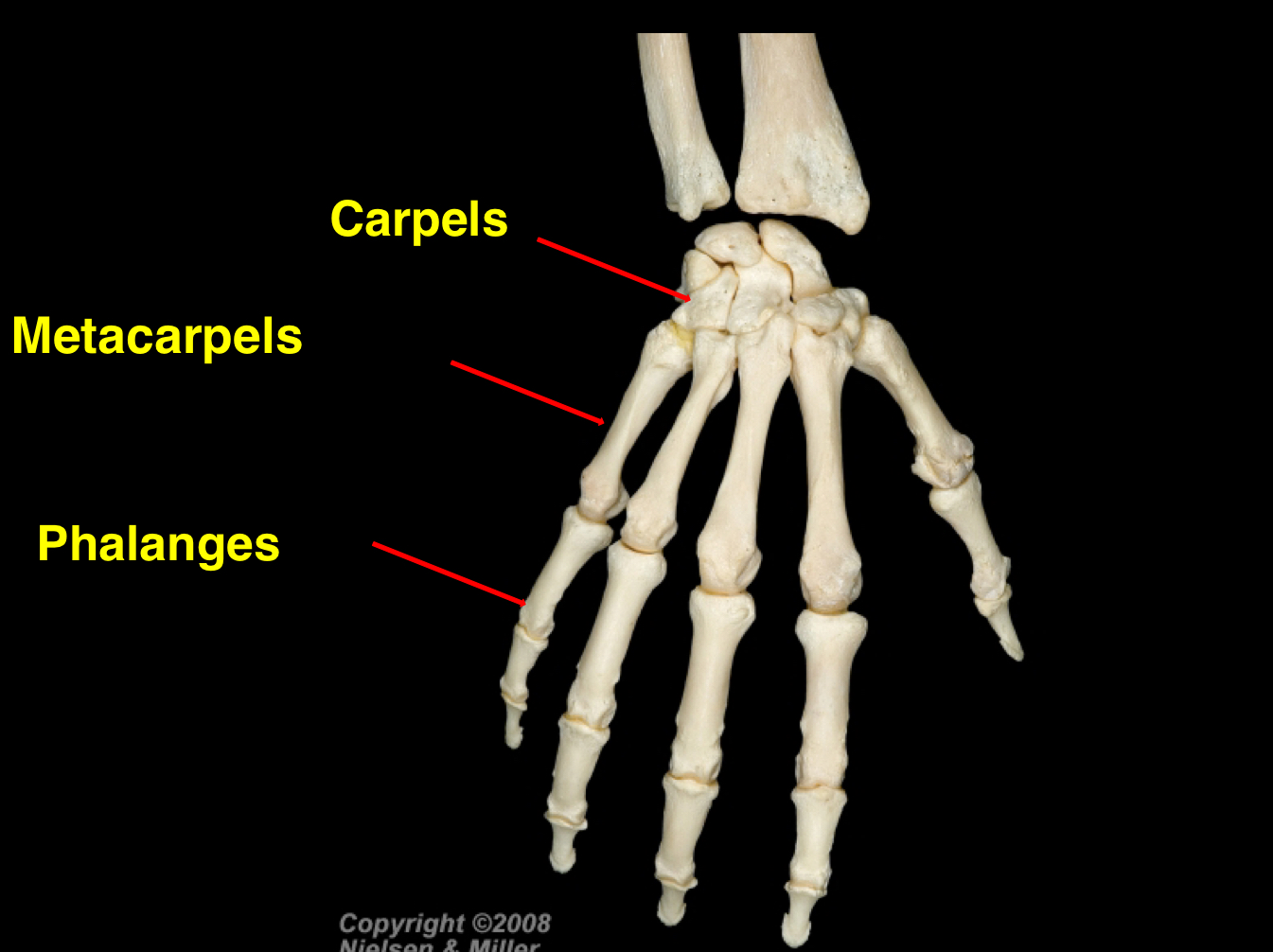 <p>Carpals —&gt; Metacarpals —&gt; Phalanges </p><p>The three main portions of the hand are the carpals (wrist bones), metacarpals (bones of the palm), and phalanges (finger bones). </p>
