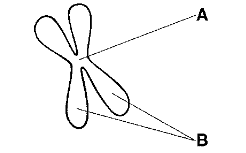 <p><span>The structures labeled B in the figure above is called the</span></p>