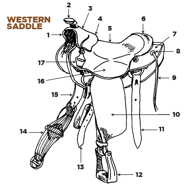 Name the parts of a western saddle