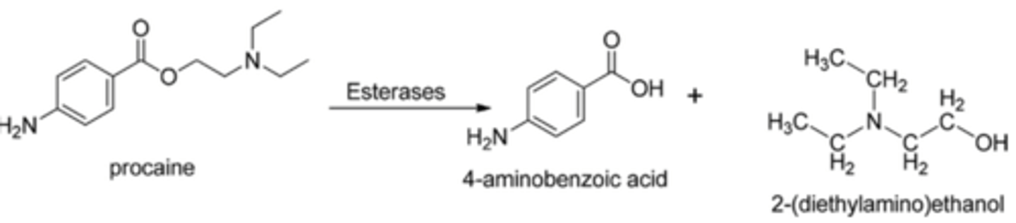 <p>-Hydrolyzed by plasma esterases</p><p>-Faster hydrolysis means less systemic toxicity</p><p>-Metabolite of procaine is PABA and can cause allergic reactions</p>
