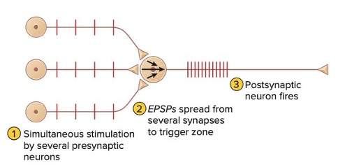 <p>additive effect produced by many EPSPs that have been generated at many diff synapases on the same post synaptic neuron at the same time. <strong>many neurons fire at the same time</strong> to produce EPSPs in the post synaptic neuron.</p>