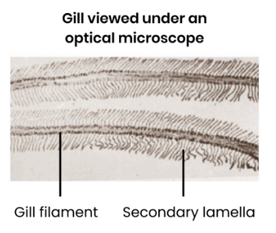 <ul><li><p>Gills made of many filaments covered with many lamellae.</p><ul><li><p>increase surface area for diffusion. </p></li></ul></li></ul><p></p><ul><li><p>Thin lamellae wall/ epithelium.</p><ul><li><p>so short diffusion distance between water/ blood.</p></li></ul></li></ul><p></p><ul><li><p>Lamellae have a large number of capillaries.</p><ul><li><p>They remove O<sub>2</sub> and bring CO<sub>2</sub> quickly, so maintains concentration gradient. </p></li></ul></li></ul><p></p><ul><li><p>Counter-current flow </p></li></ul><p></p>