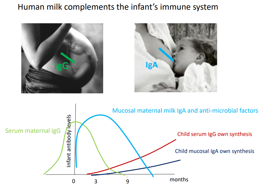 <p>- IgG given during pregnancy</p><p>- IgA given during breastfeeding</p>