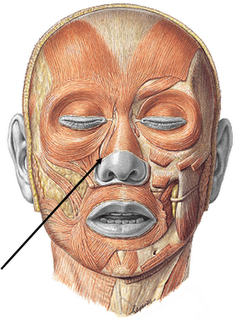 <p>¿Cuál es el músculo, su origen, inserción y función?</p>